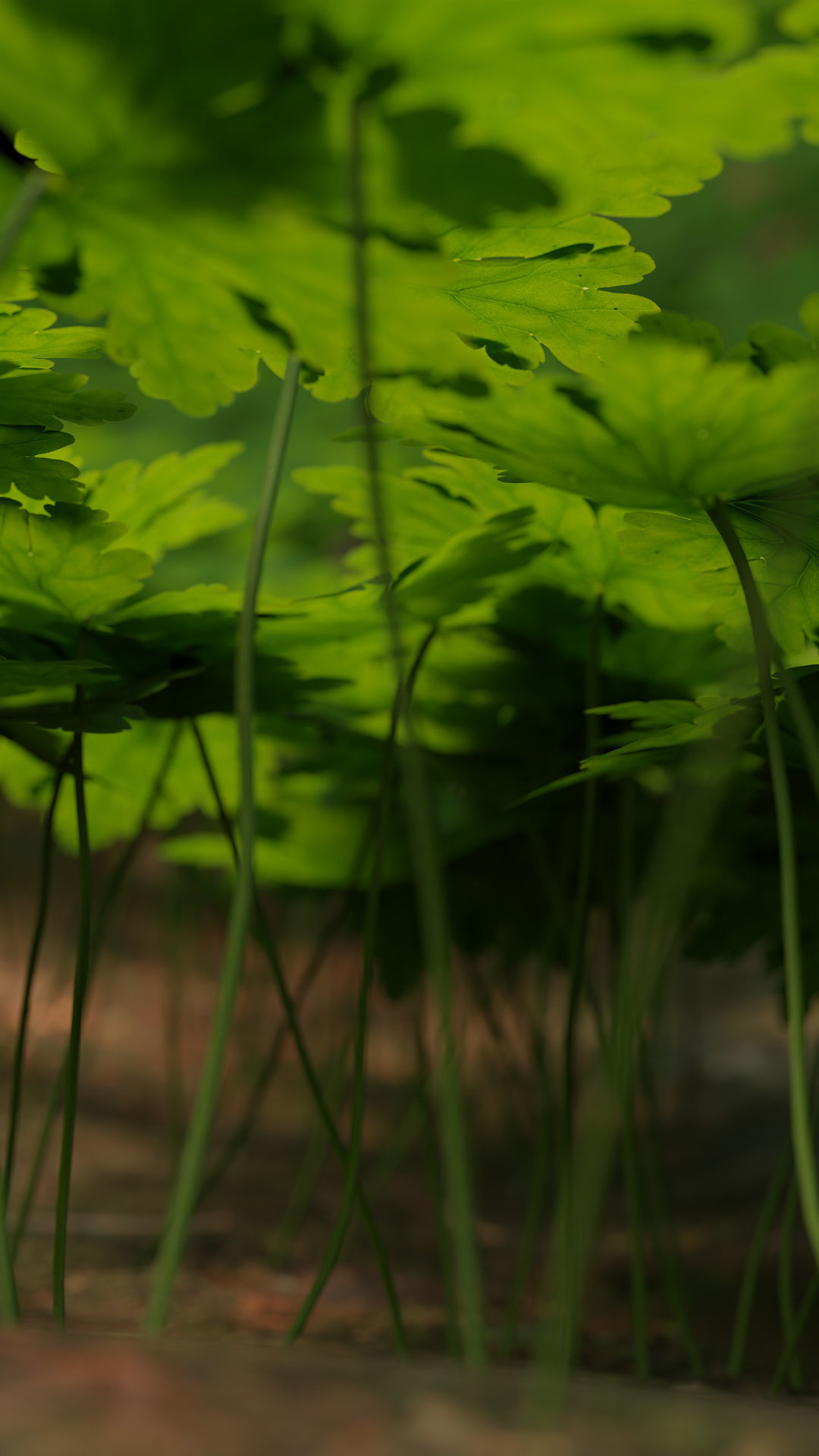 Bigroot geranium - Geranium macrorrhizum Low-poly 3D model_3