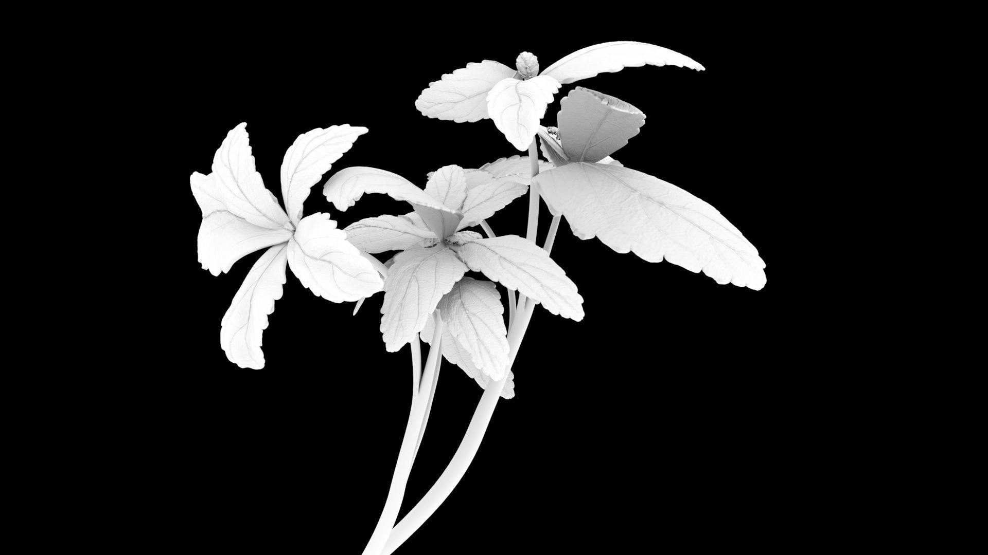 Leaves two flowers 3D model_1