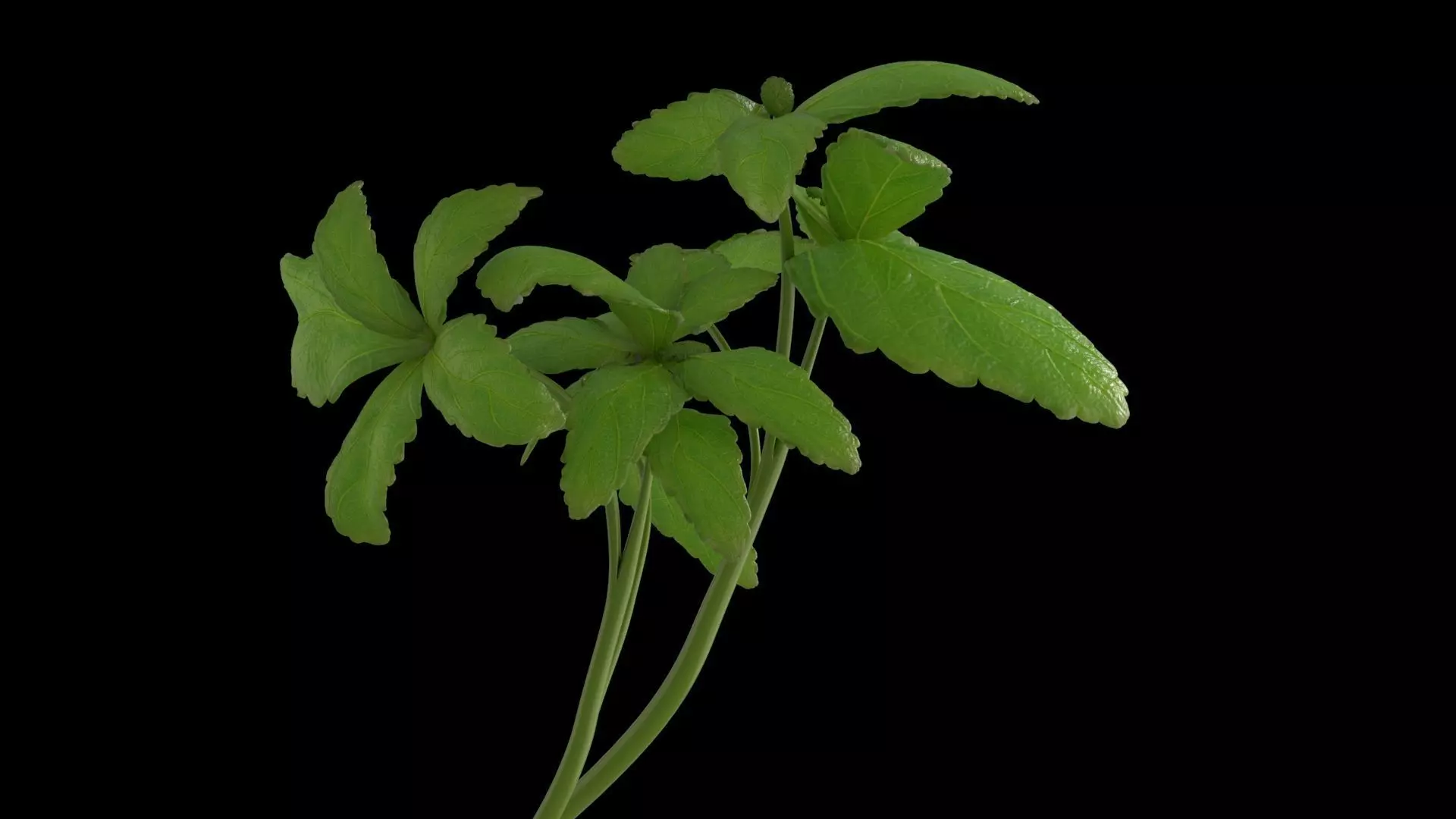 Leaves two flowers 3D model_0