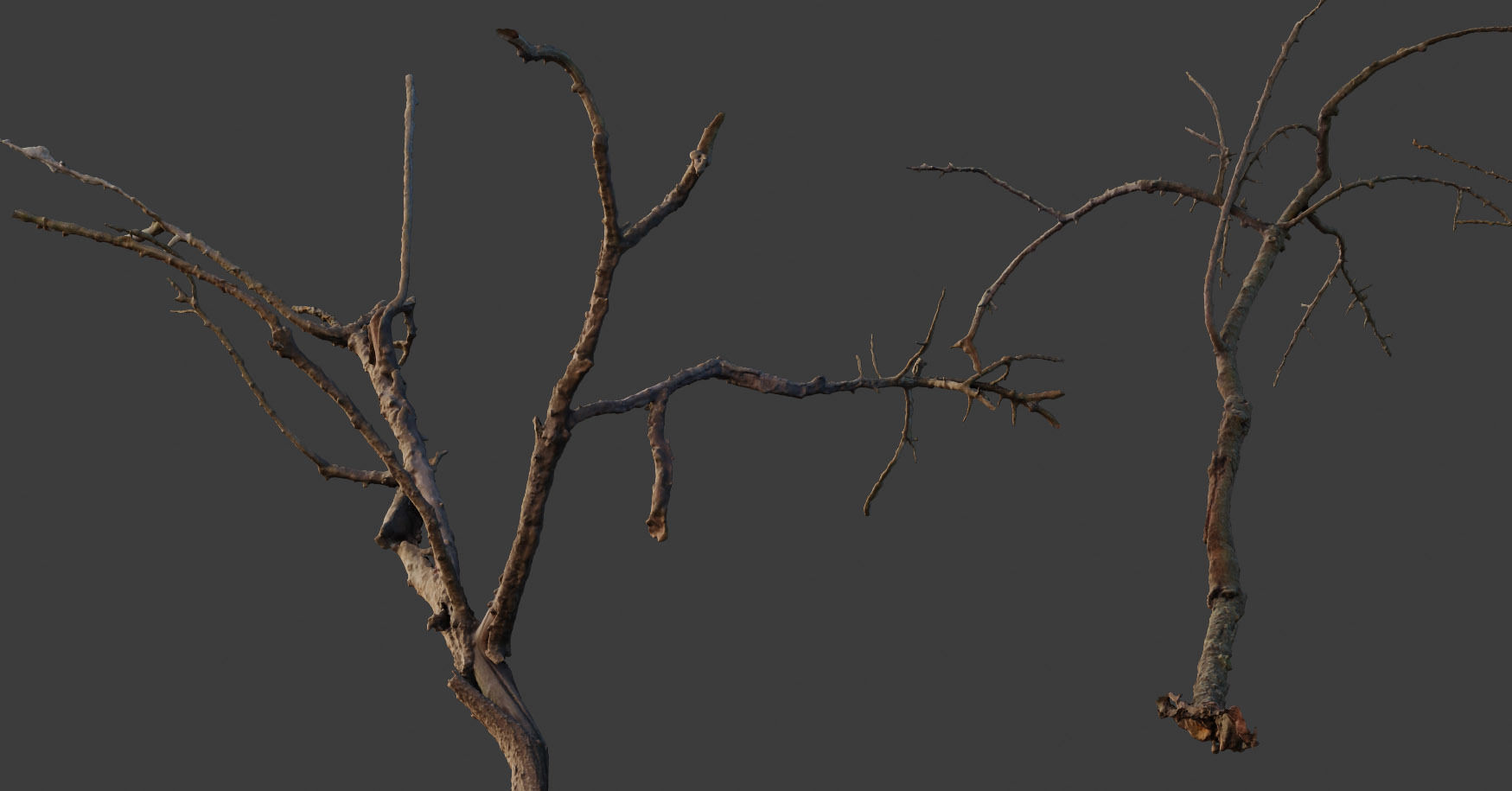 PBR Dead Tree Dry Photoscan Collection Pack Highpoly 3D model_8