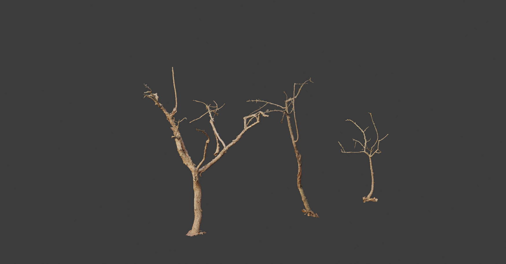 PBR Dead Tree Dry Photoscan Collection Pack Highpoly 3D model_12