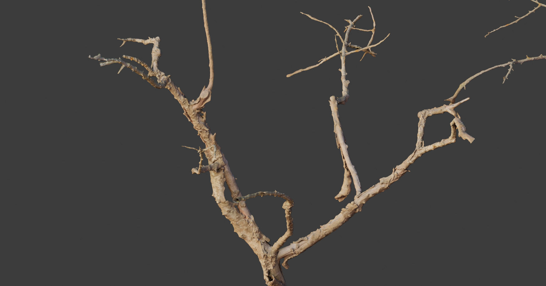PBR Dead Tree Dry Photoscan Collection Pack Highpoly 3D model_16