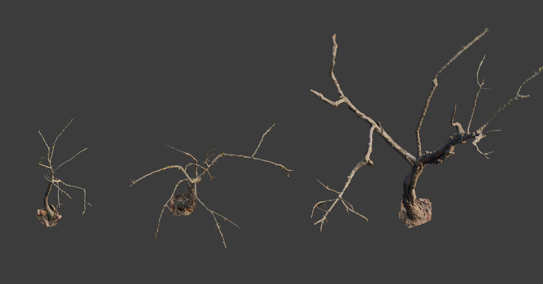 PBR Dead Tree Dry Photoscan Collection Pack Highpoly 3D model_9