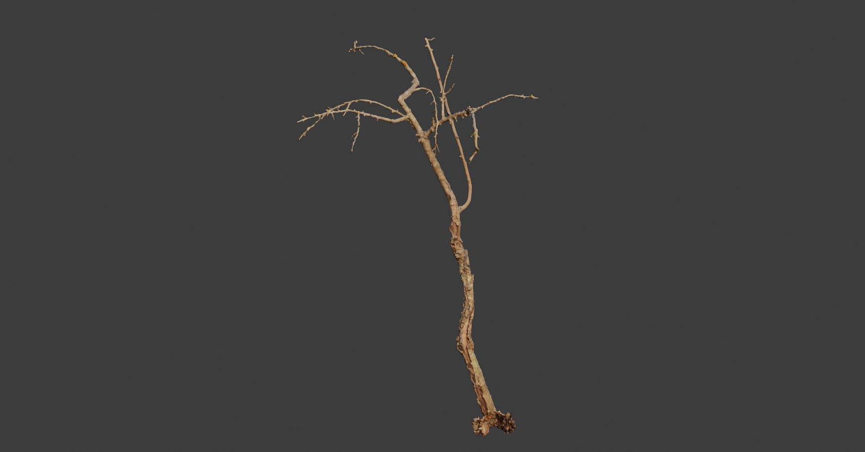 PBR Dead Tree Dry Photoscan Collection Pack Highpoly 3D model_4