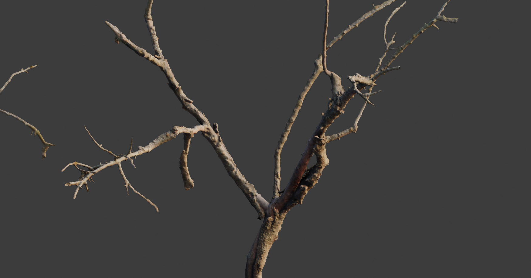 PBR Dead Tree Dry Photoscan Collection Pack Highpoly 3D model_1