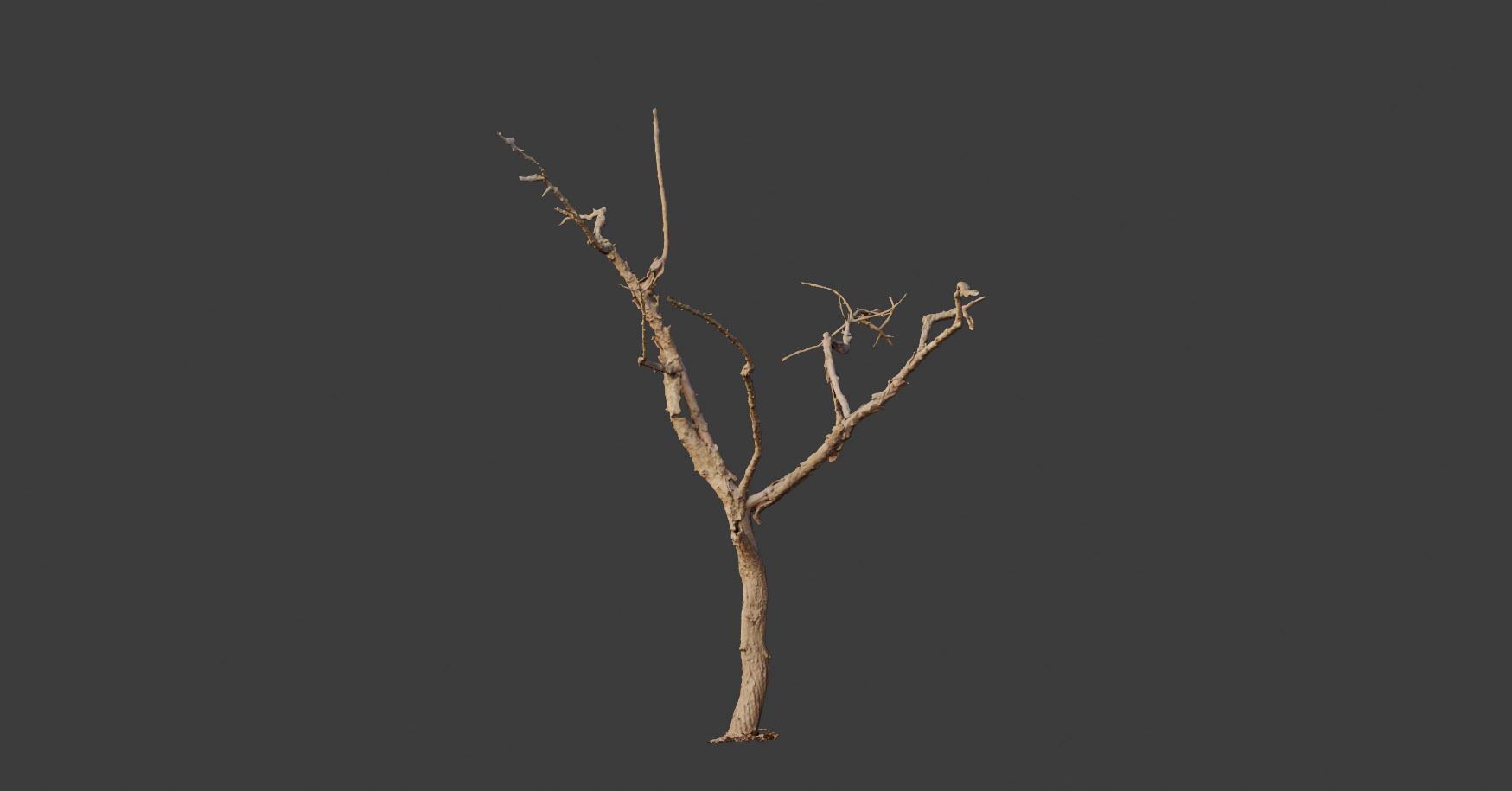 PBR Dead Tree Dry Photoscan Collection Pack Highpoly 3D model_3