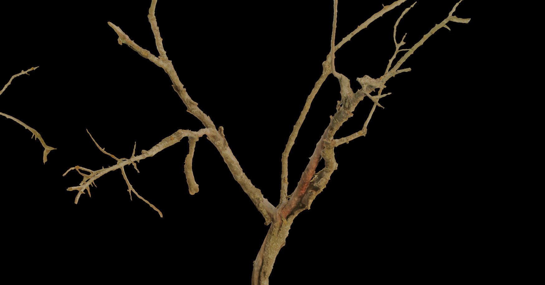 PBR Dead Tree Dry Photoscan Collection Pack Highpoly 3D model_15