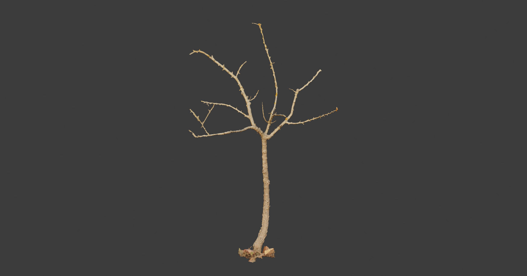 PBR Dead Tree Dry Photoscan Collection Pack Highpoly 3D model_2