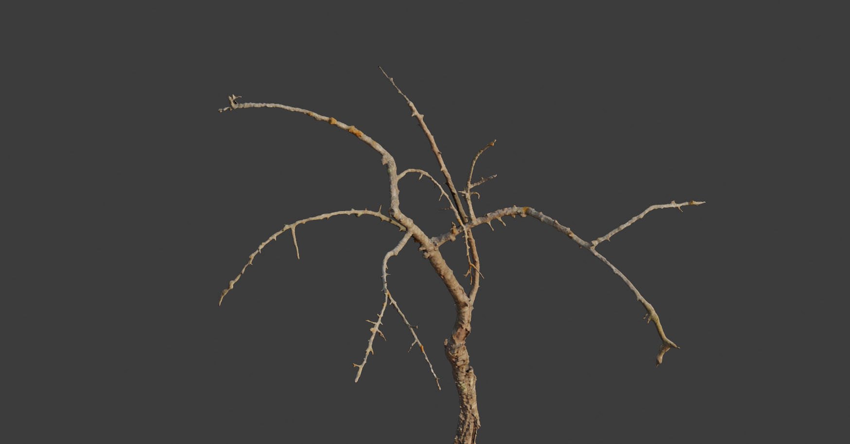 PBR Dead Tree Dry Photoscan Collection Pack Highpoly 3D model_10