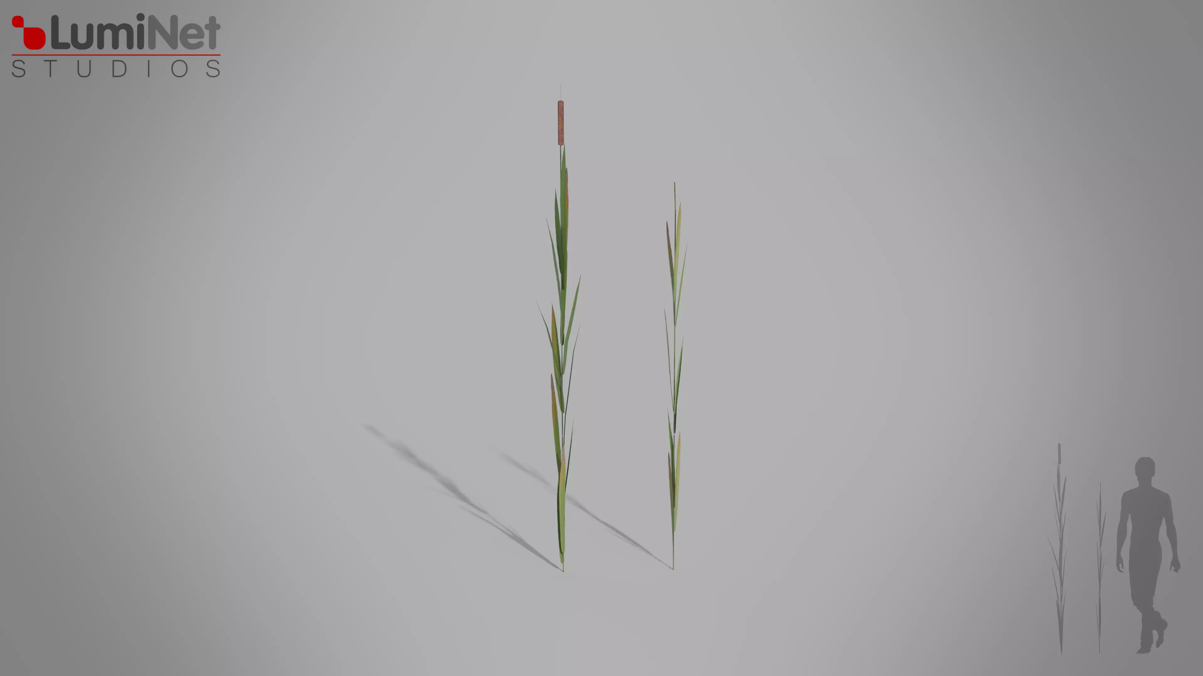 Bulrush European foliage 2 of 20 Low-poly 3D model Low-poly 3D model_0