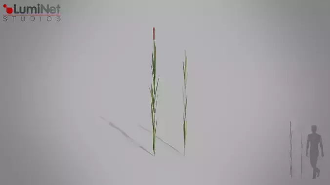 Bulrush European foliage 2 of 20 Low-poly 3D model