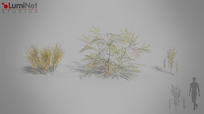 Bush 03 European foliage 4 of 20 Low-poly 3D model Low-poly 3D model