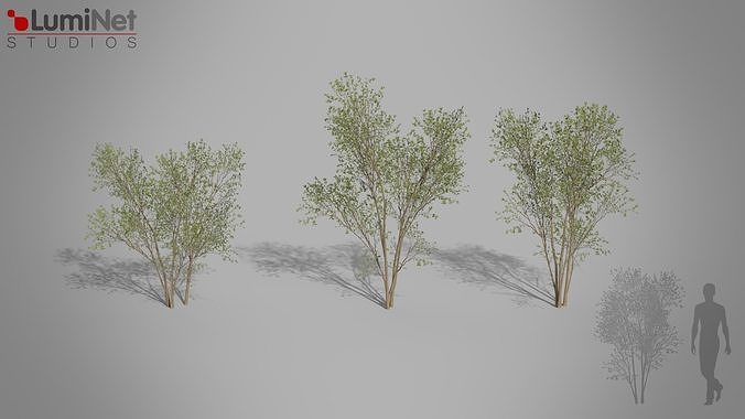 Bush 02 European foliage 5 of 20 Low-poly 3D model Low-poly 3D model