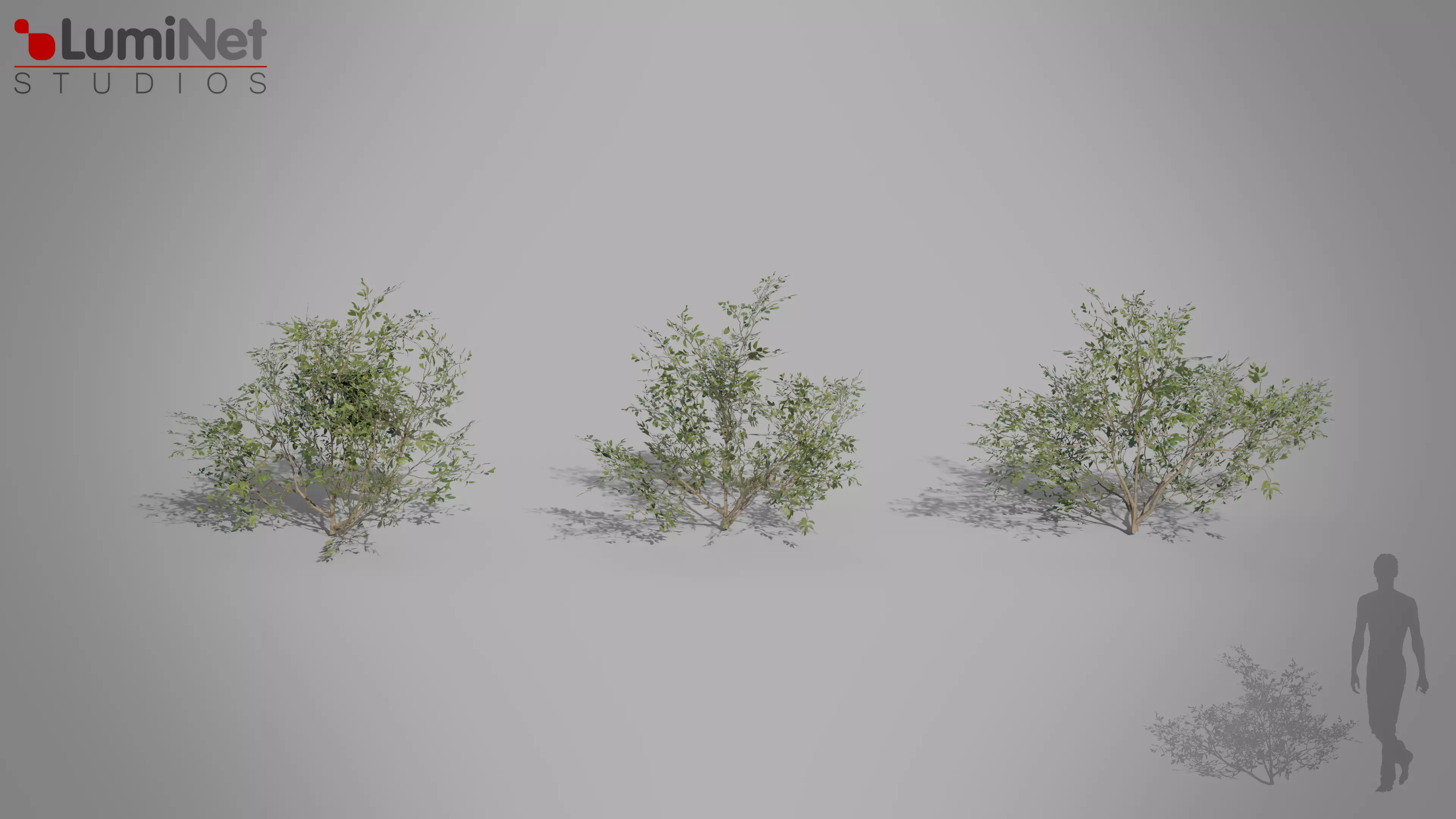 Bush 01 European foliage 6 of 20 Low-poly 3D model Low-poly 3D model_0