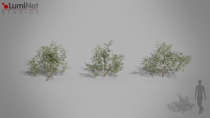 Bush 01 European foliage 6 of 20 Low-poly 3D model Low-poly 3D model