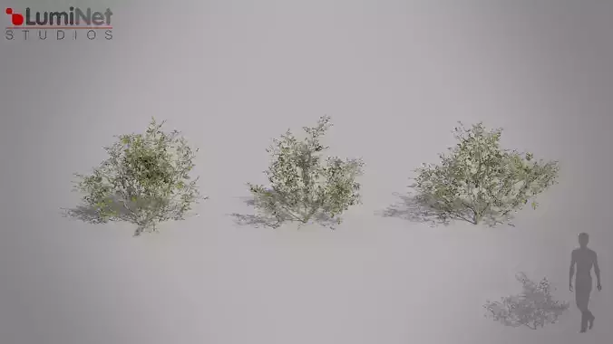 Bush 01 European foliage 6 of 20 Low-poly 3D model