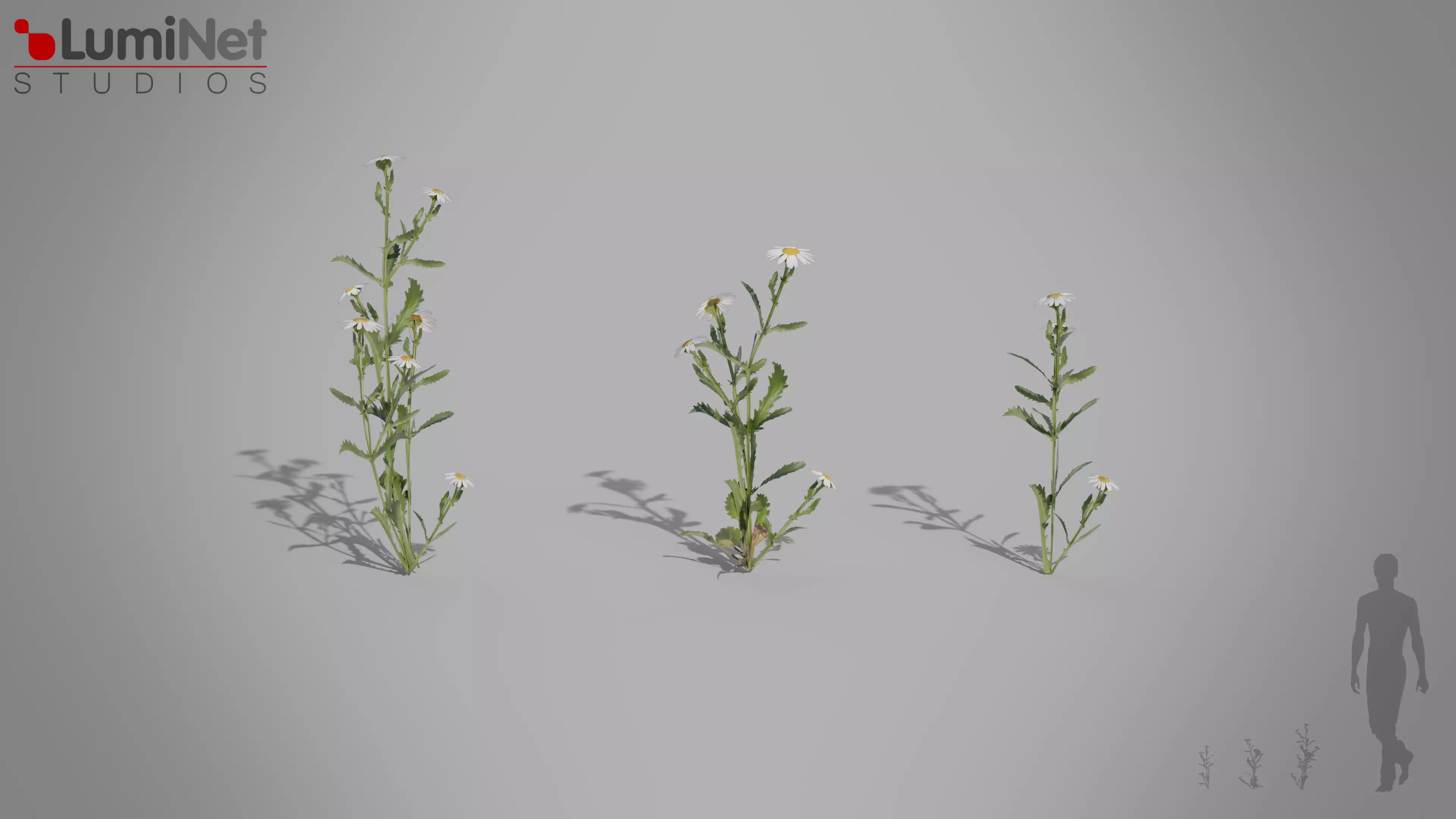 Camonmile European foliage 7 of 20 Low-poly 3D model Low-poly 3D model