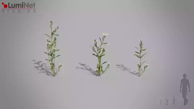 Camonmile European foliage 7 of 20 Low-poly 3D model