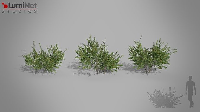 Cotoneaster European foliage 9 of 20 Low-poly 3D model Low-poly 3D model
