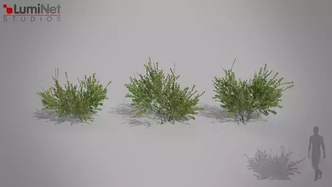 Cotoneaster European foliage 9 of 20 Low-poly 3D model