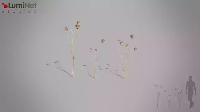 DryDaucusCorota European foliage 10 of 20 Low-poly 3D model