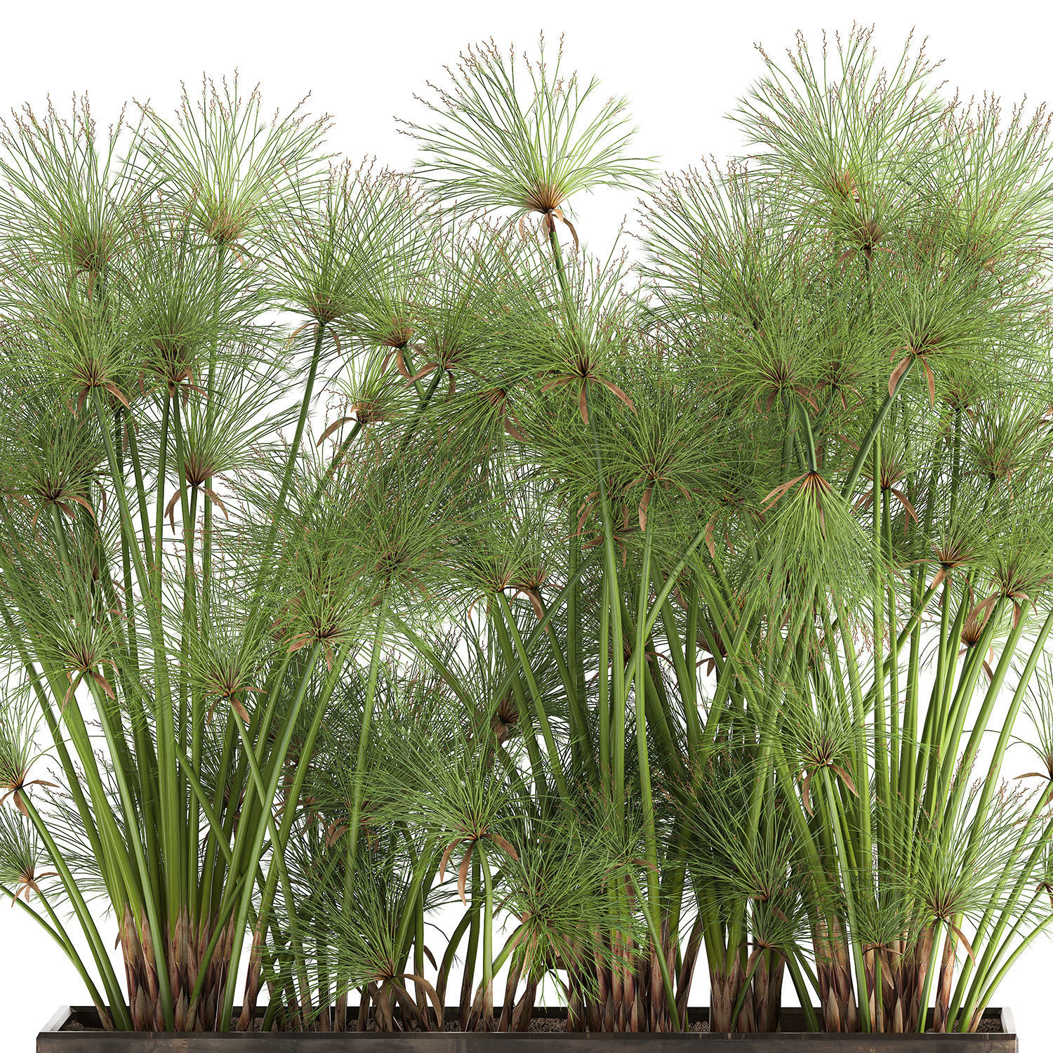 Cyperus papyrus in a rust pot for the interior 1049 3D model_3