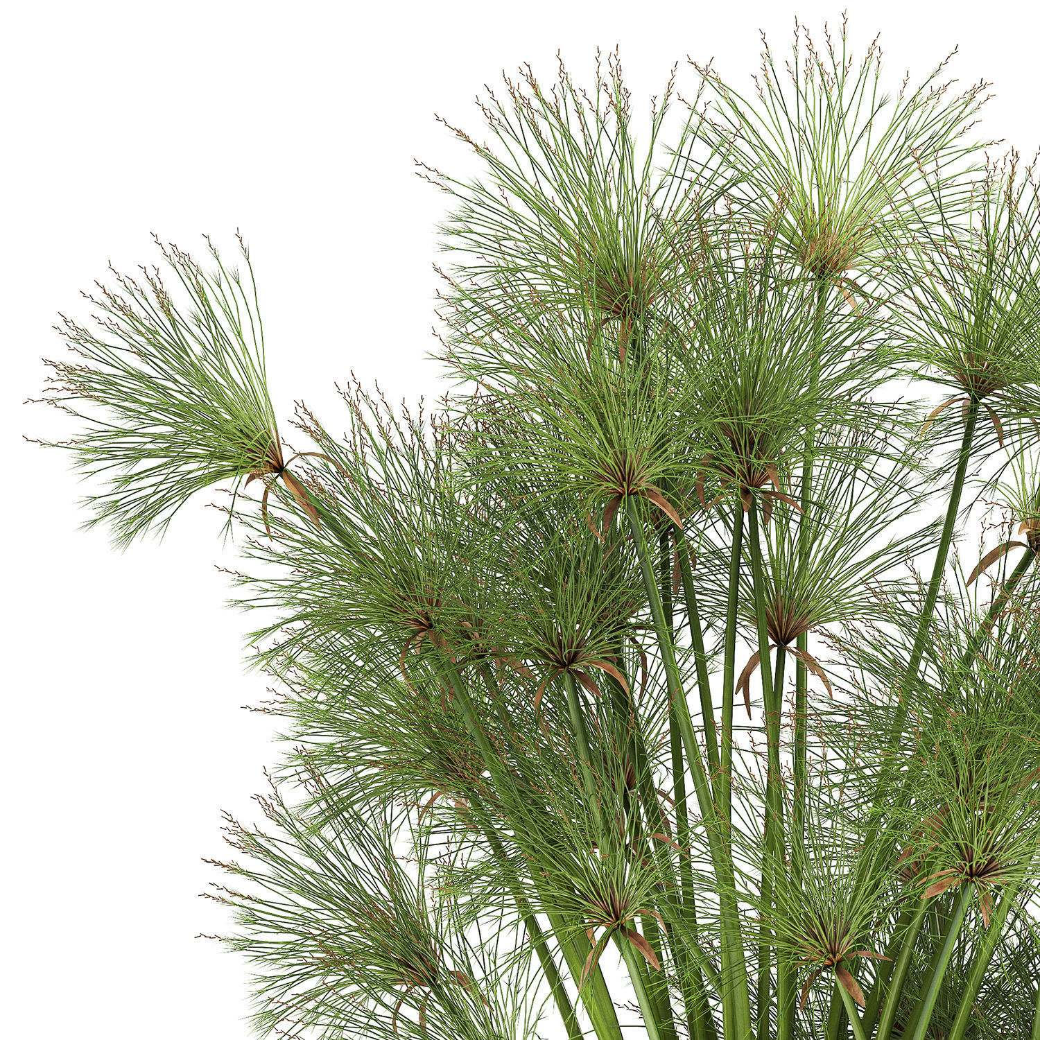 Cyperus papyrus in a rust pot for the interior 1049 3D model_4