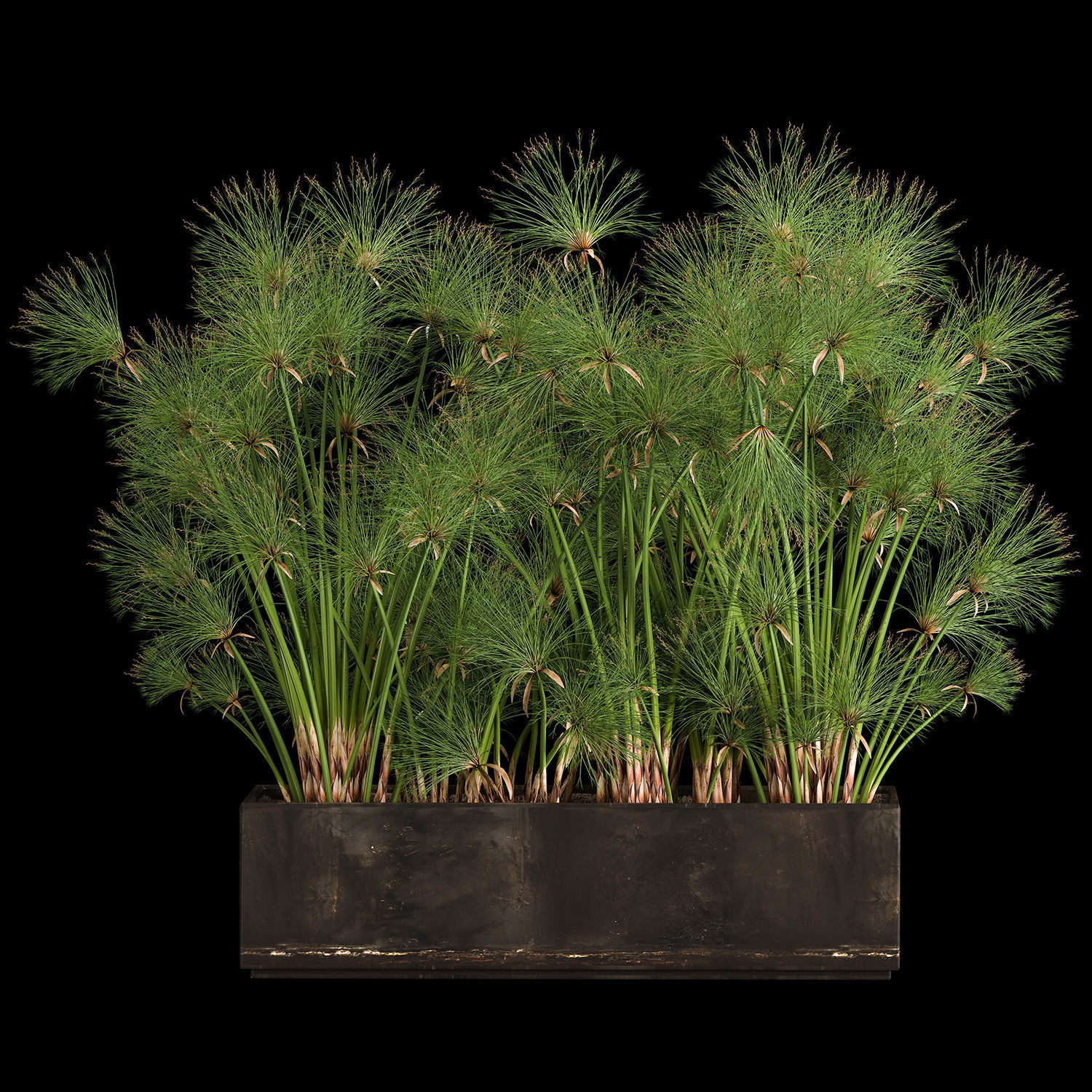 Cyperus papyrus in a rust pot for the interior 1049 3D model_1