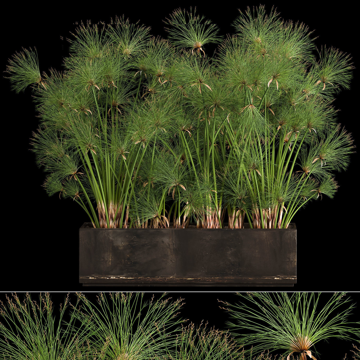Cyperus papyrus in a rust pot for the interior 1049 3D model_5