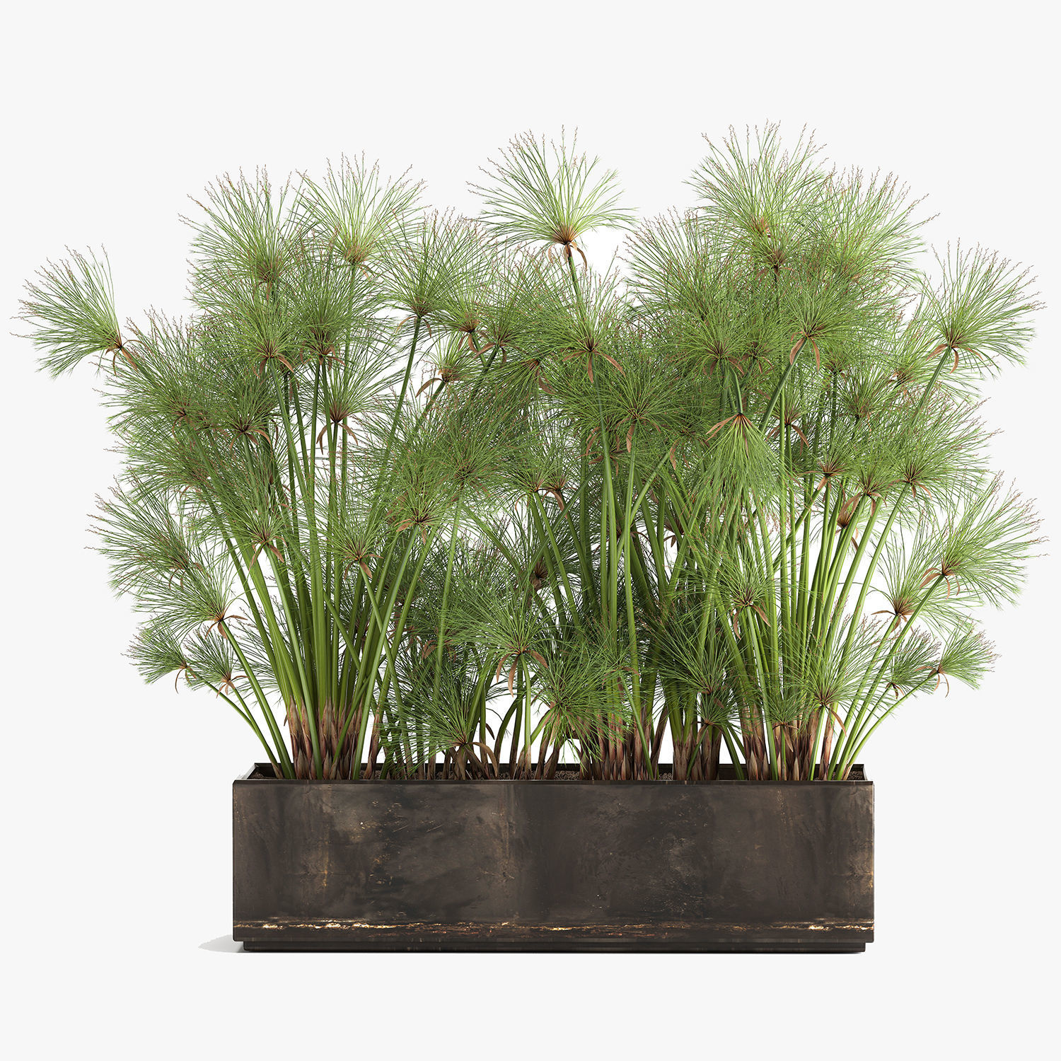 Cyperus papyrus in a rust pot for the interior 1049 3D model_10