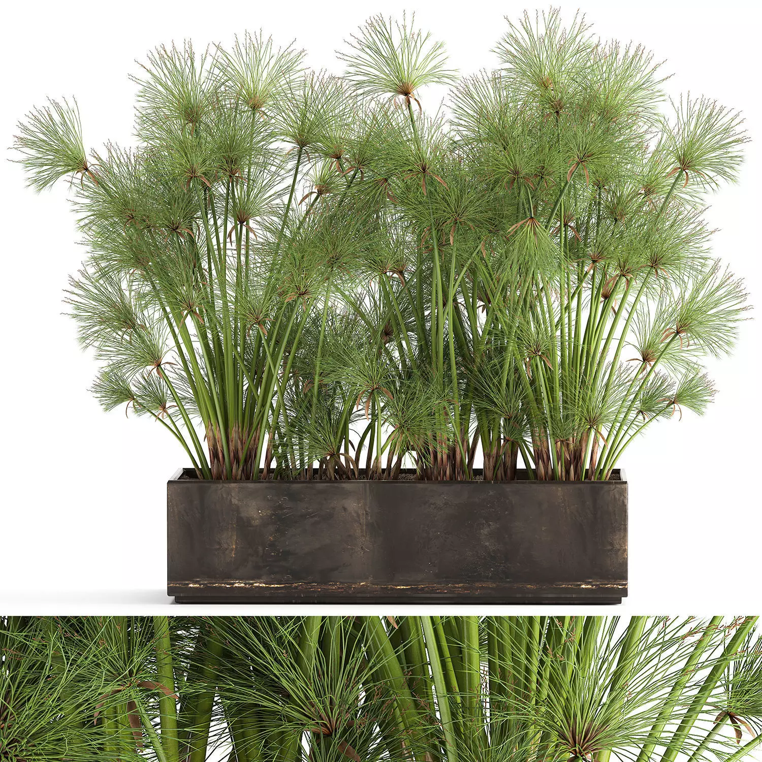 Cyperus papyrus in a rust pot for the interior 1049 3D model_0