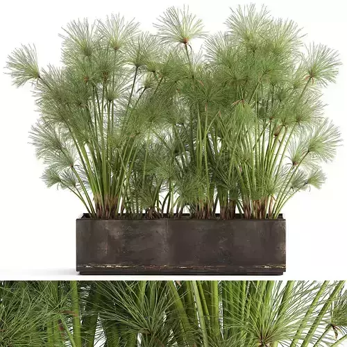 Cyperus papyrus in a rust pot for the interior 1049