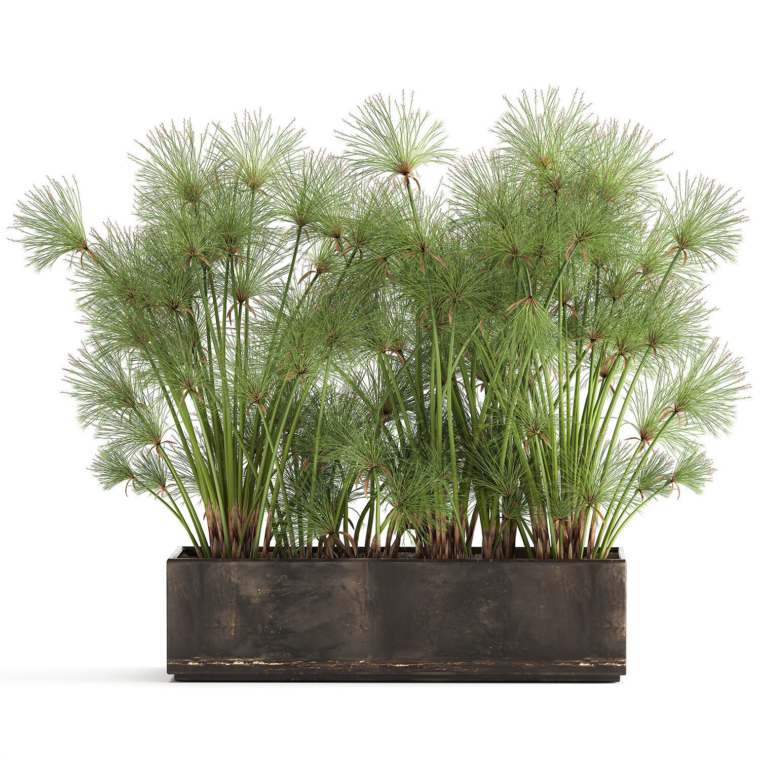 Cyperus papyrus in a rust pot for the interior 1049 3D model_2