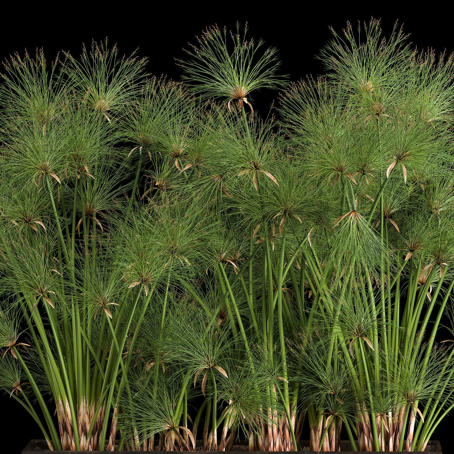 Cyperus papyrus in a rust pot for the interior 1049 3D model_8