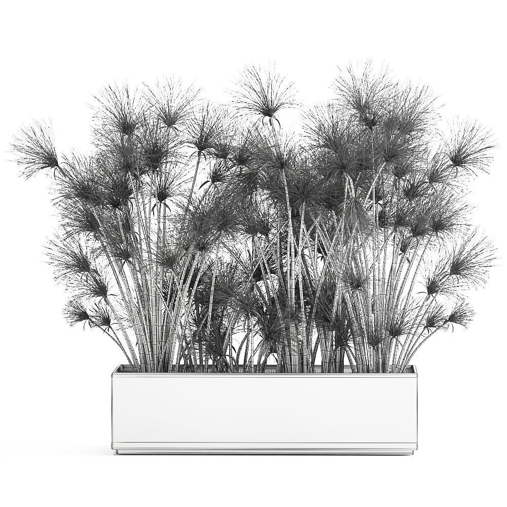 Cyperus papyrus in a rust pot for the interior 1049 3D model_9
