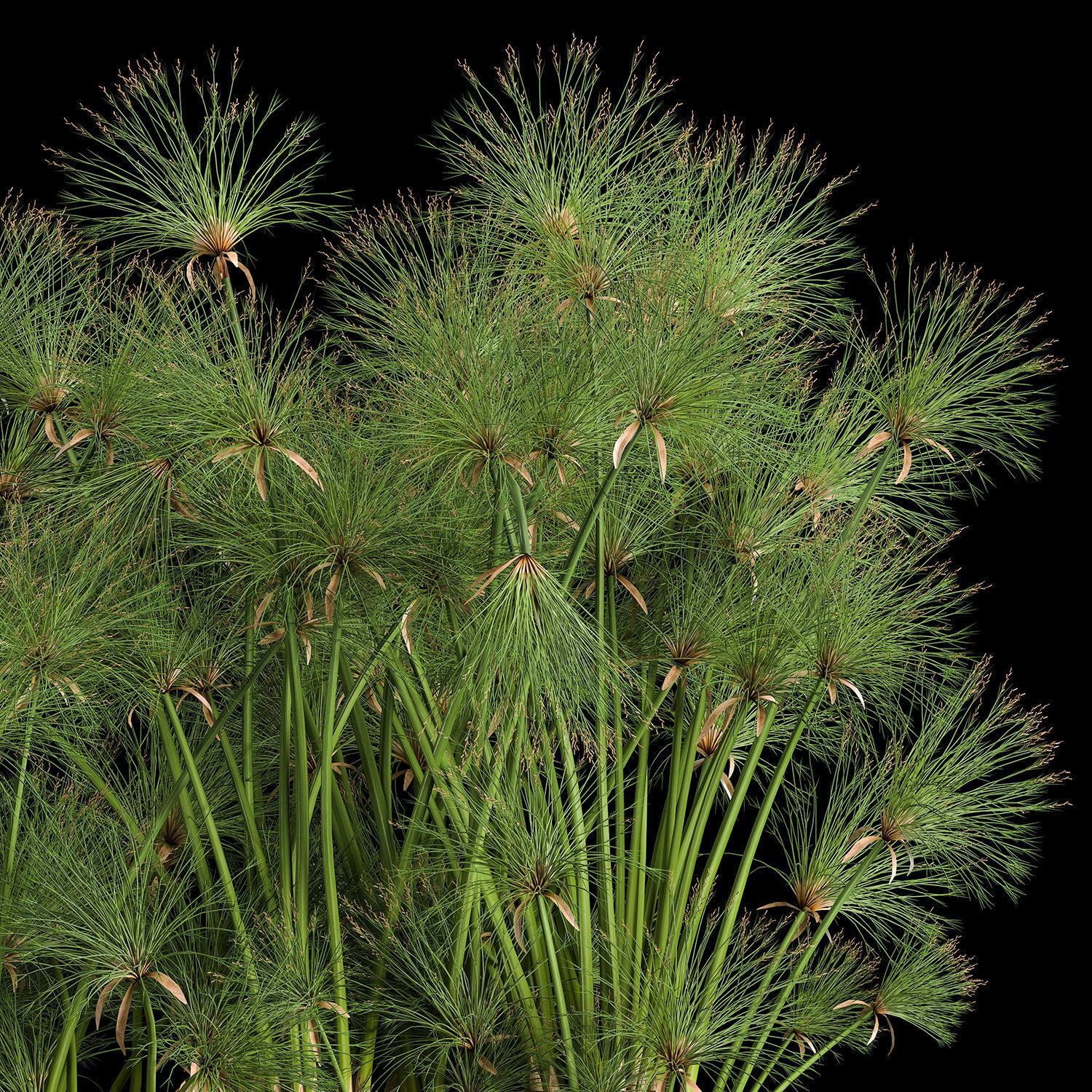 Cyperus papyrus in a rust pot for the interior 1049 3D model_6