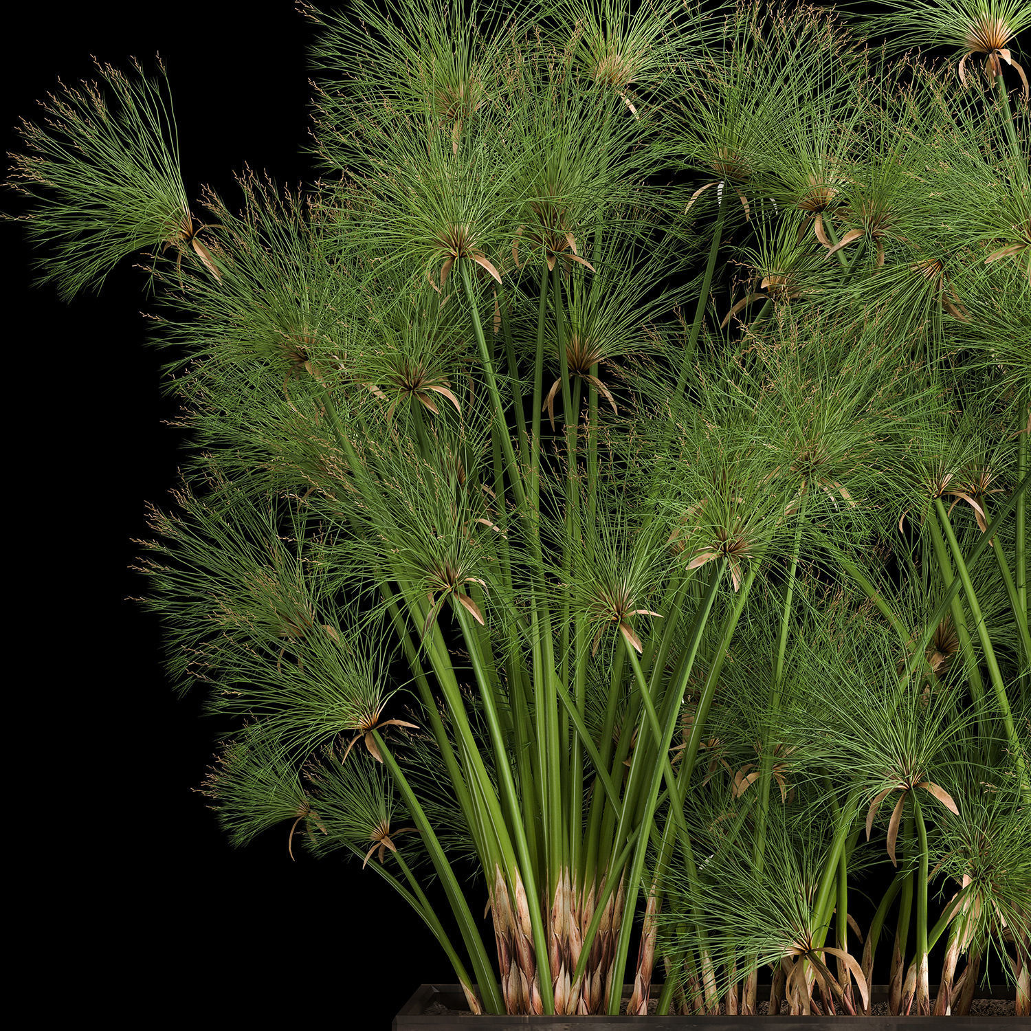Cyperus papyrus in a rust pot for the interior 1049 3D model_7
