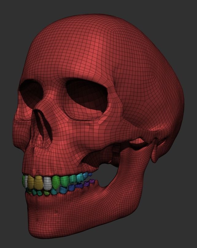 Human Skull 3D model_4