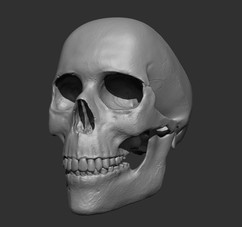 Human Skull 3D model_5