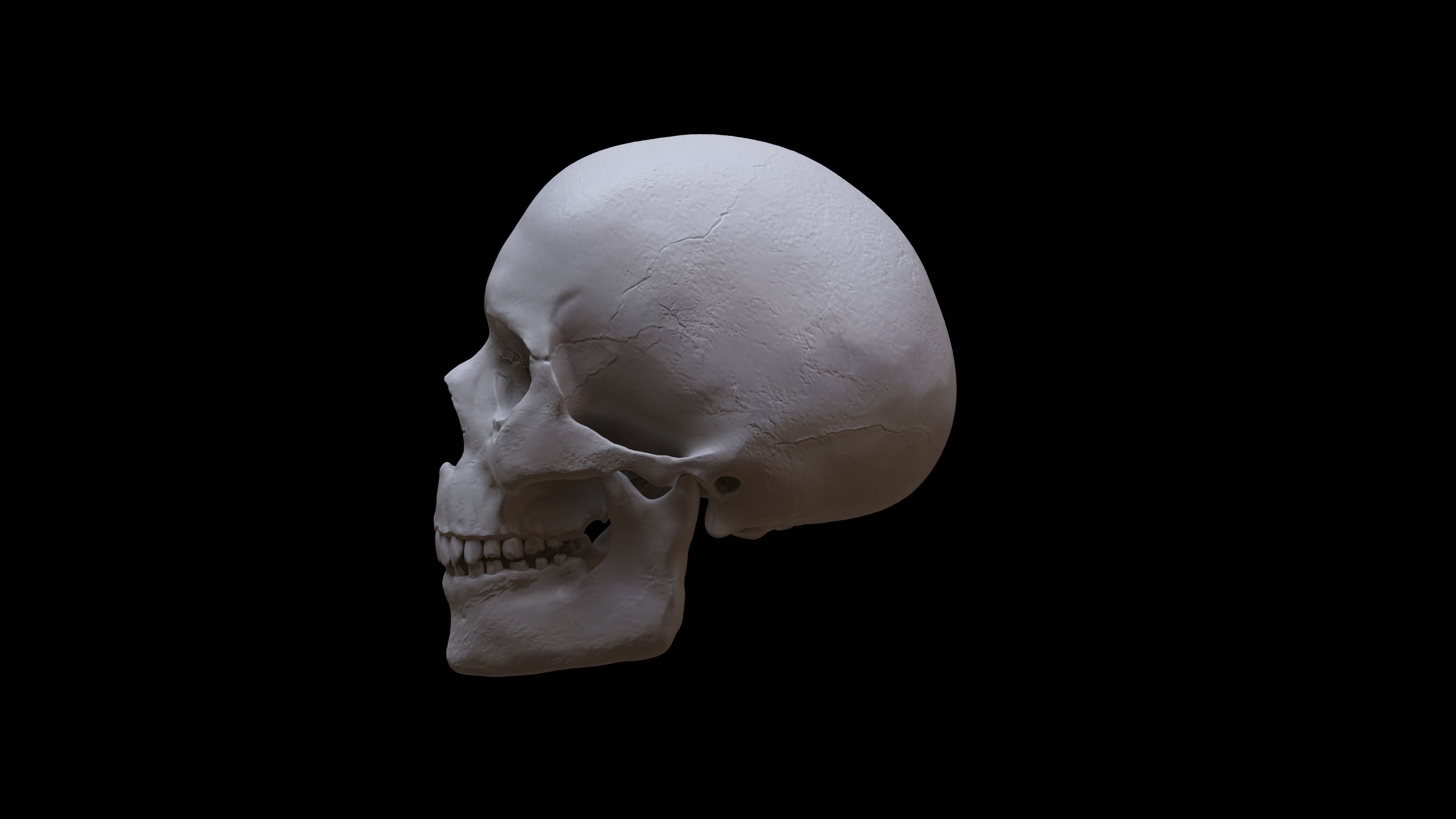Human Skull 3D model_1