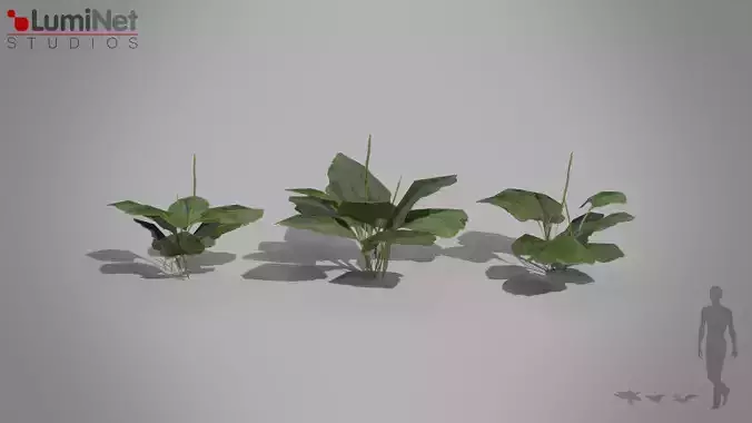 Great Plantain European foliage 14 of 20 Low-poly 3D model