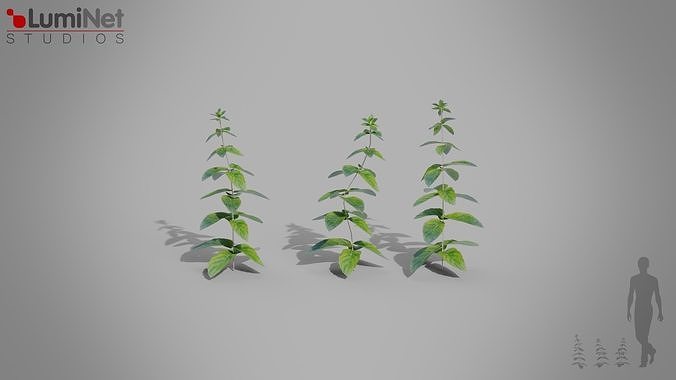 Mint European foliage 16 of 20 Low-poly 3D model Low-poly 3D model