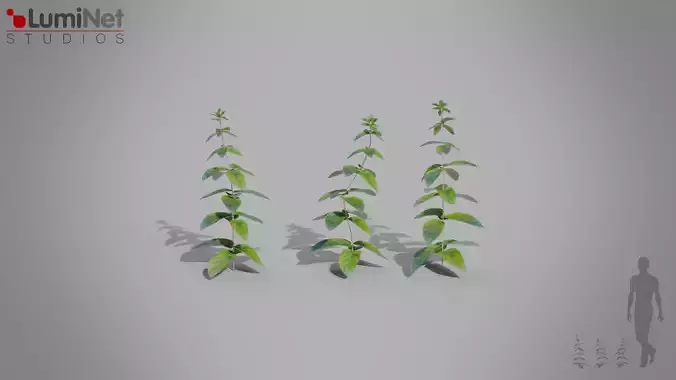 Mint European foliage 16 of 20 Low-poly 3D model Low-poly 3D model Mint European foliage 16 of 20 Low-poly 3D model Low-poly 3D model
