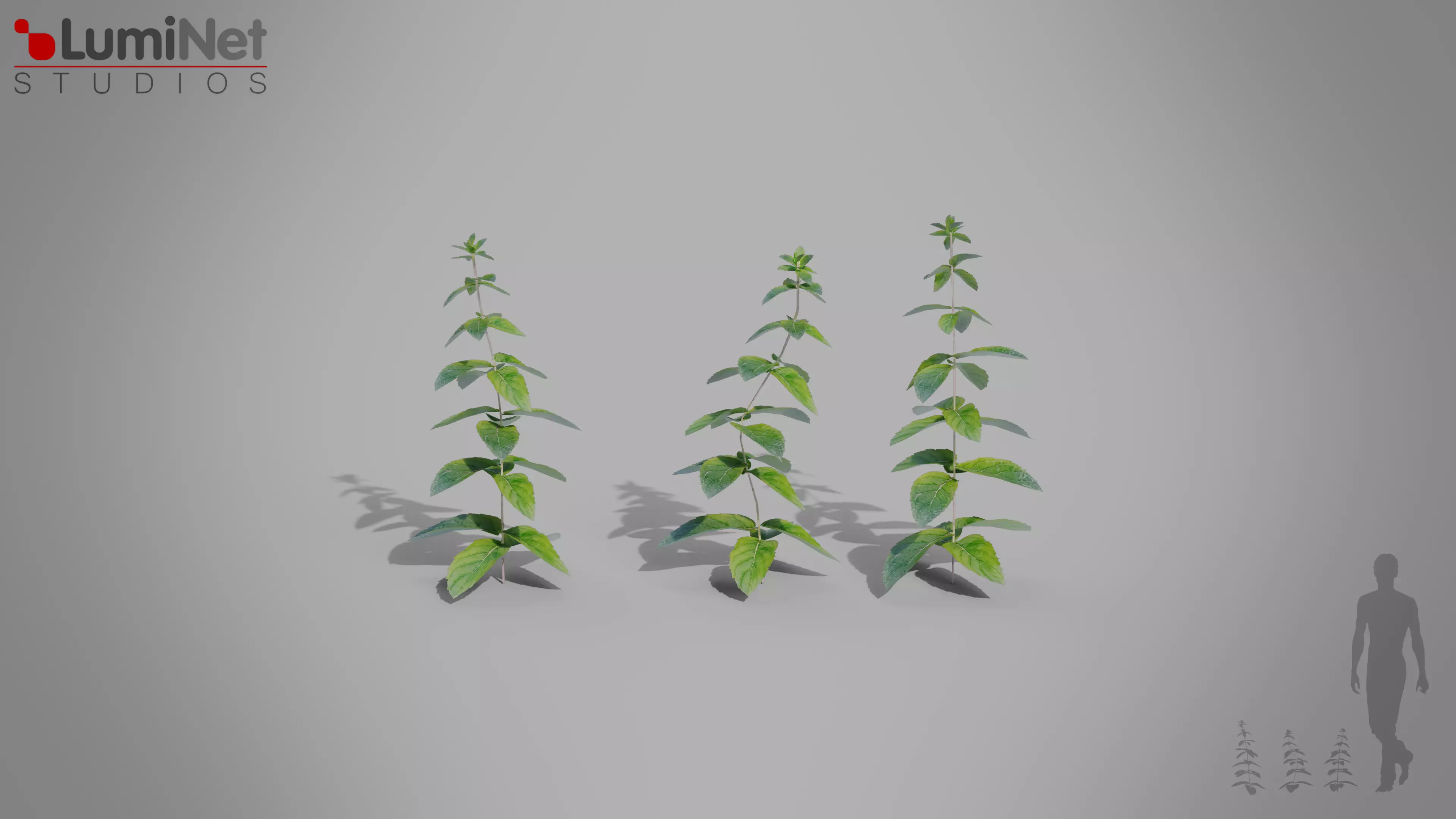 Mint European foliage 16 of 20 Low-poly 3D model Low-poly 3D model_0
