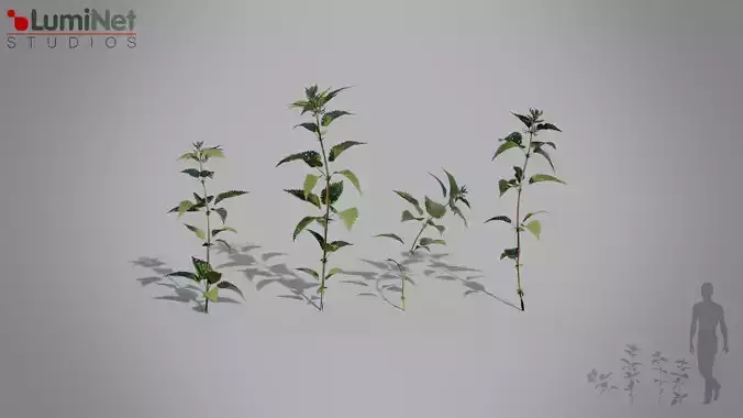 Nettle European foliage 17 of 20 Low-poly 3D model Low-poly 3D model