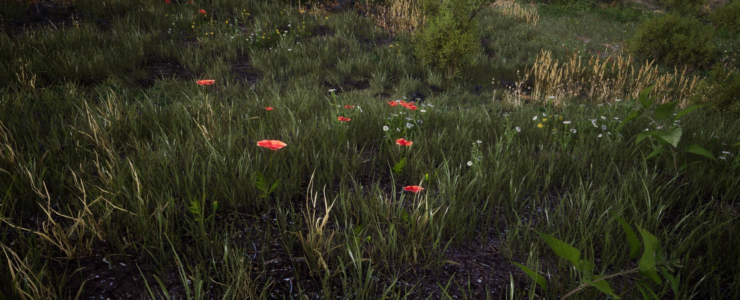 Poppy European foliage 18 of 20 Low-poly 3D model Low-poly 3D model_5