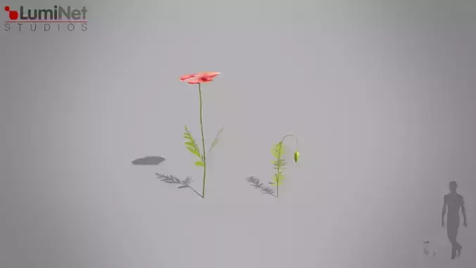 Poppy European foliage 18 of 20 Low-poly 3D model