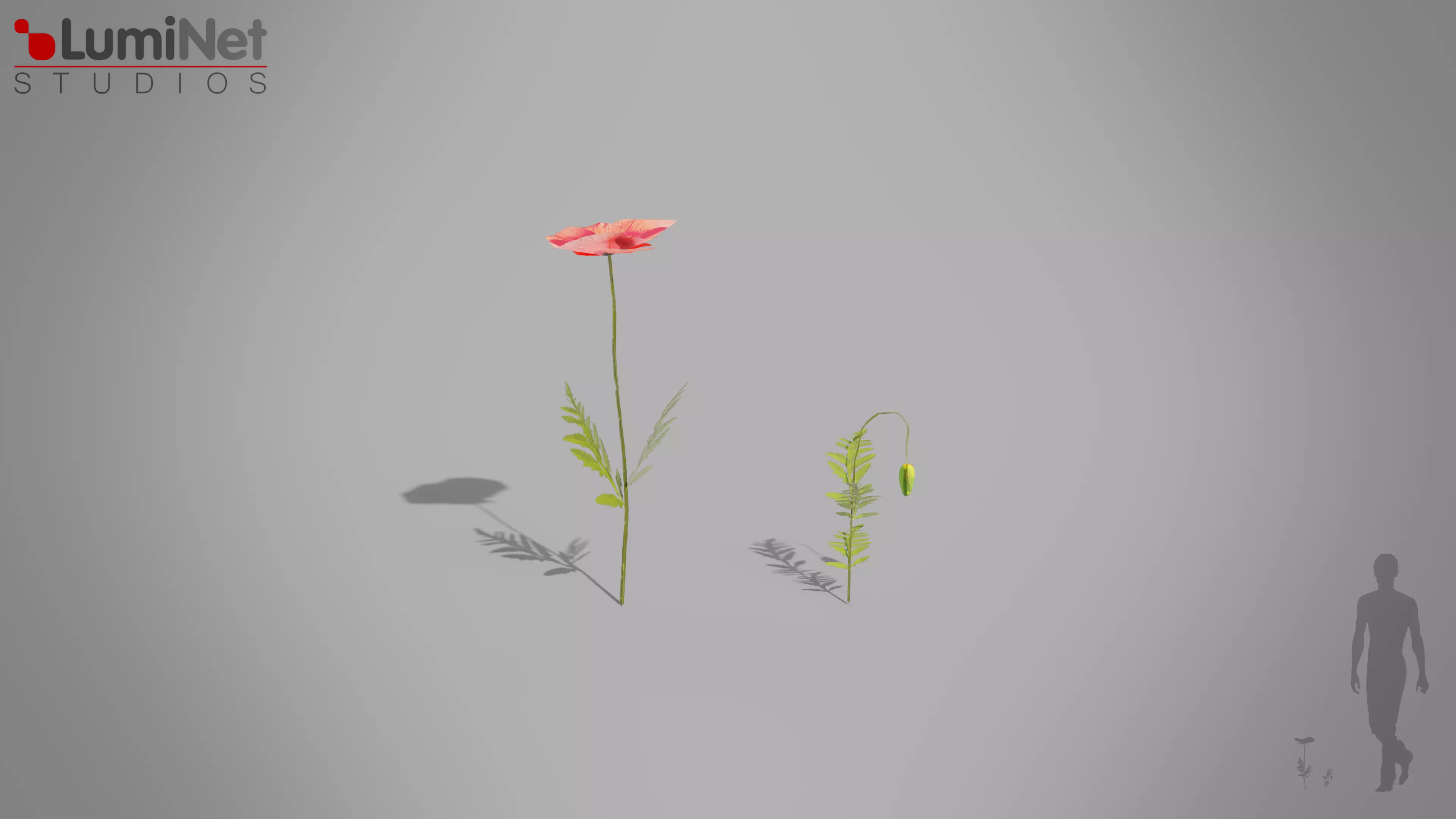 Poppy European foliage 18 of 20 Low-poly 3D model Low-poly 3D model_0