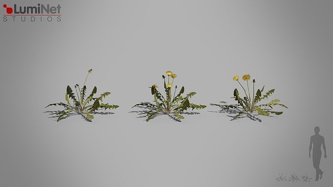 Thistle European foliage 20 of 20 Low-poly 3D model Low-poly 3D model