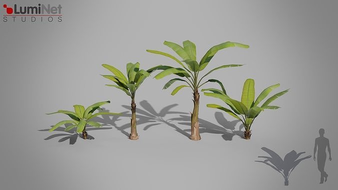 Banana Tree Jungle foliage 2 of 20 Low-poly 3D model Low-poly 3D model